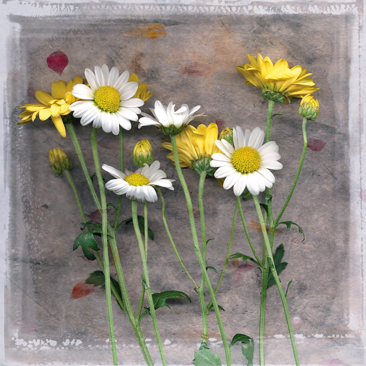 White and Yellow Daisies