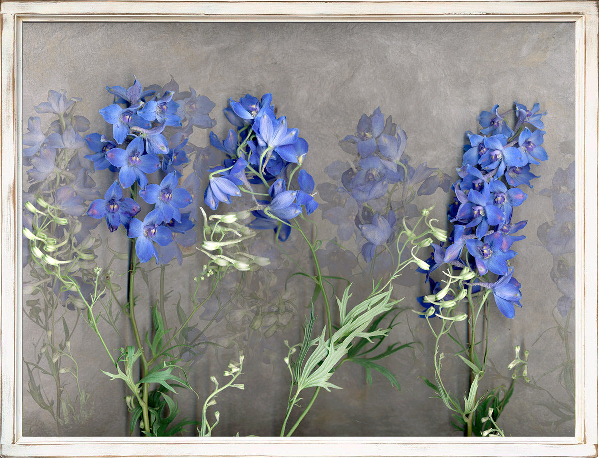 Blue Delphiniums