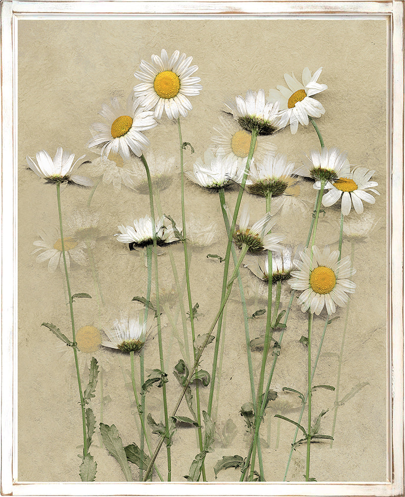 Mountain Daisies