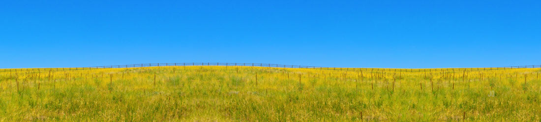 Larkspur Fence
