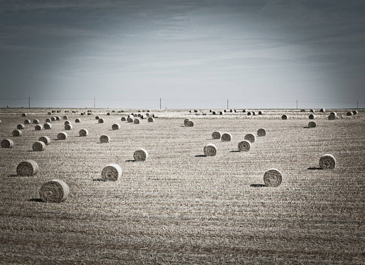 Hayfield #7