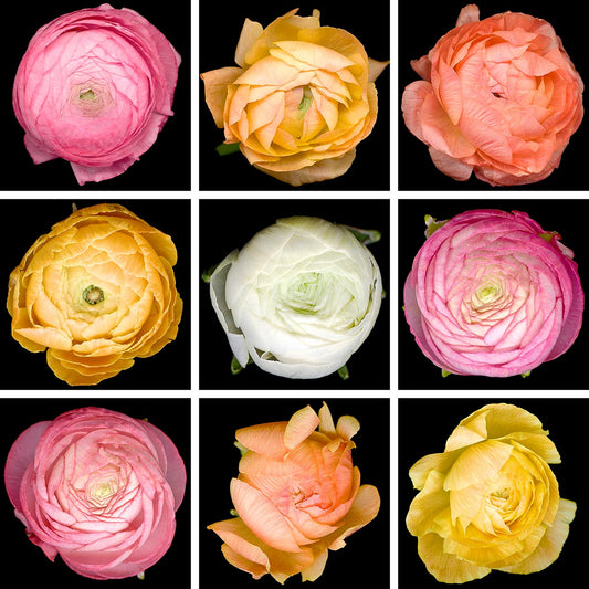 9-Panel Ranunculus