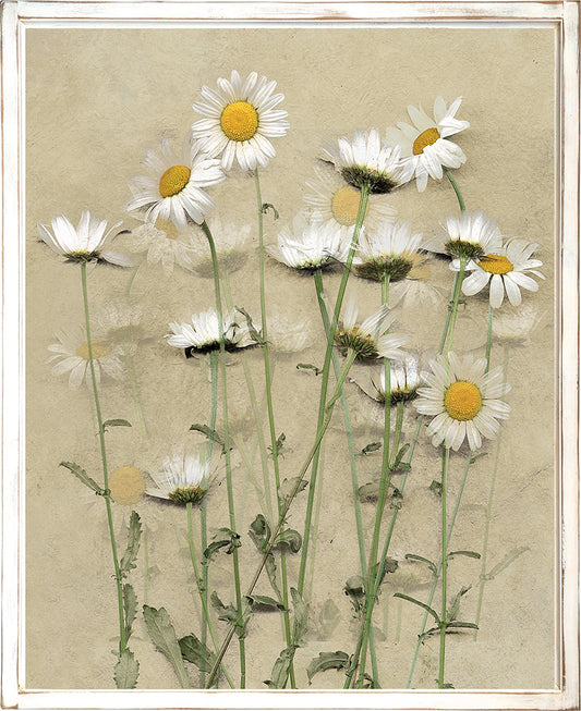 Mountain Daisies