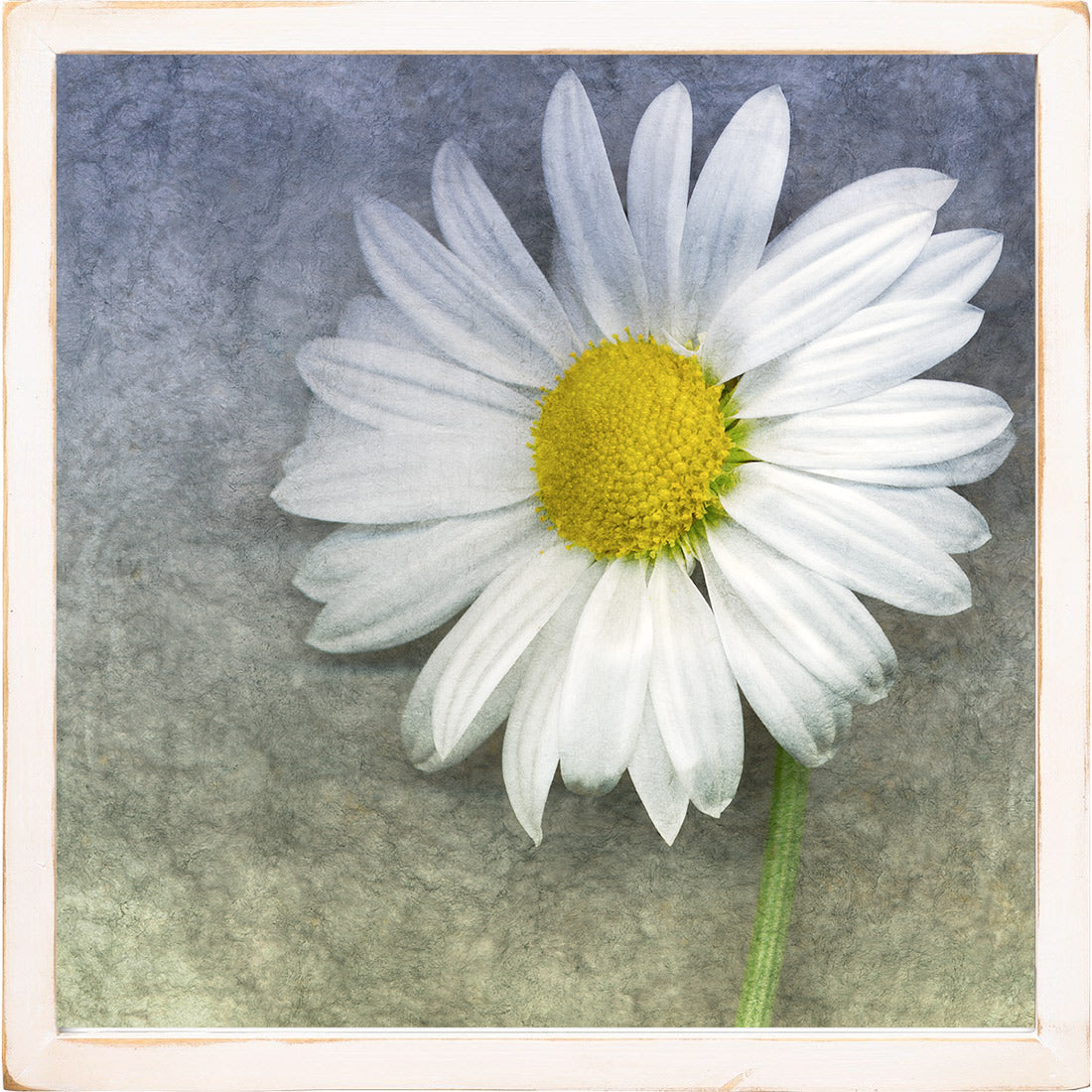 Profile of a Daisy