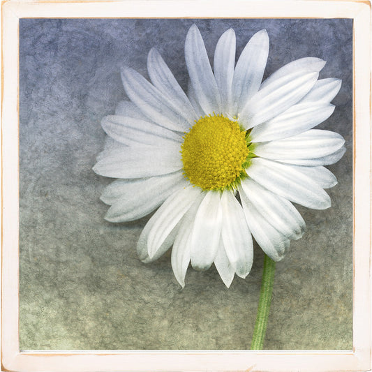 Profile of a Daisy