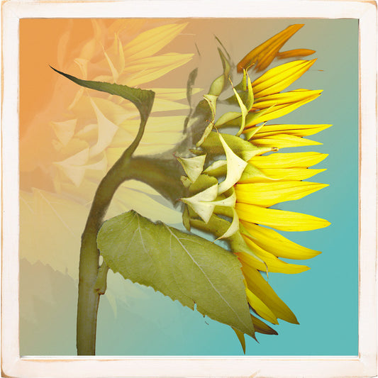 Profile of a Sunflower