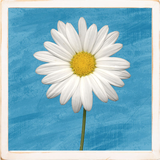 White Daisy on Blue with White Frame